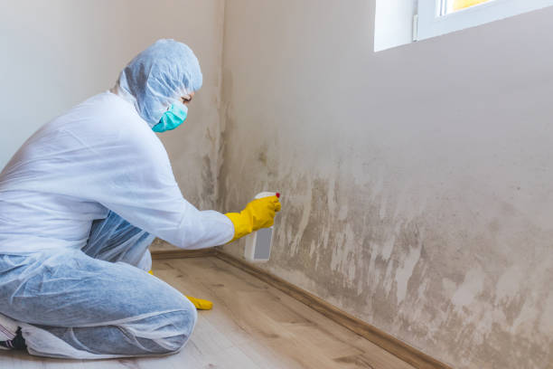 Licensed Mold Inspection service in North Wales, PA - WQB Mold Removal