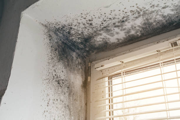 Affordable Mold Inspection solutions in North Wales, PA
