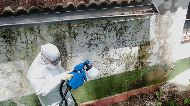Top rated local Mold Inspection specialists in North Wales, PA